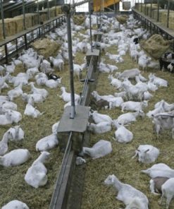 Buy LIVE SAANEN GOATS online