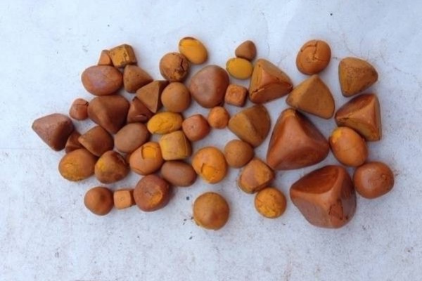 Ox Cow Gallstones - Agrodanieli