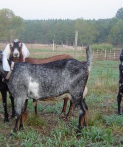 Buy PURE NUBIAN DAIRY GOATS online