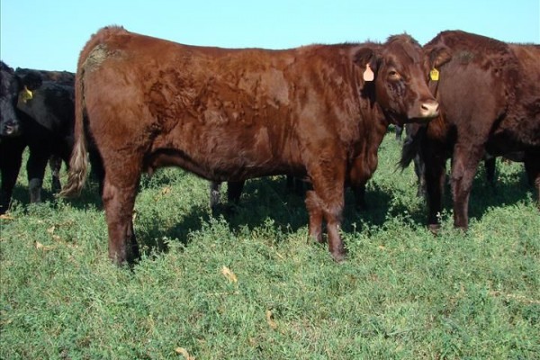 SALERS CATTLE - Agrodanieli