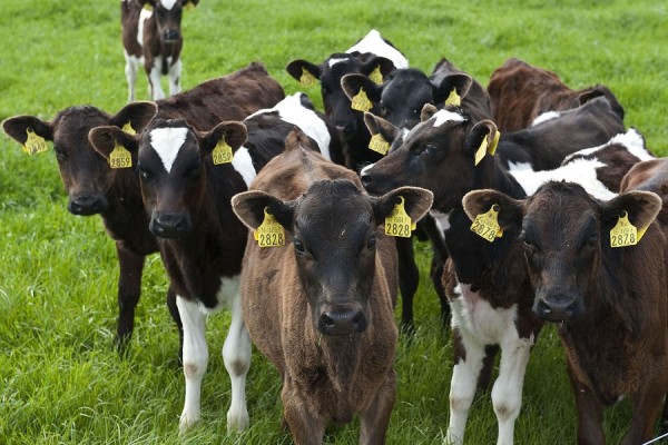 WEANED CALVES - Agrodanieli